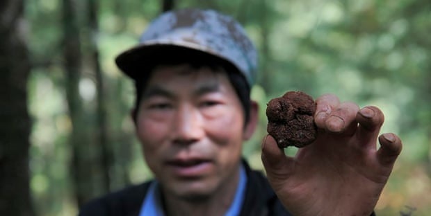 Truffle Hunting in China: The Guardian